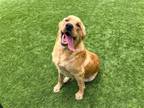 Adopt DOC a Red/Golden/Orange/Chestnut Labrador Retriever / Mixed dog in Tustin