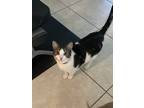 Adopt Aulani a Spotted Tabby/Leopard Spotted Domestic Shorthair / Mixed (short