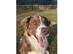 Adopt Sully a Brown/Chocolate - with White Labradoodle / Mutt / Mixed dog in