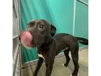 Adopt Daffy a Pit Bull Terrier