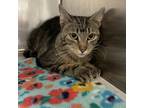 Adopt Timberline a Domestic Short Hair