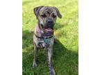 Adopt Gus a Mastiff / Mixed dog in Vancouver, WA (41443126)
