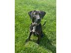 Adopt SCOUT a Labrador Retriever