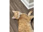 Adopt Cardamom a Orange or Red Tabby / Mixed (short coat) cat in Charlotte