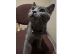 Adopt Draco a Gray or Blue Russian Blue / Mixed (short coat) cat in Cedar Hill