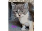Adopt Mira a Gray or Blue (Mostly) Domestic Shorthair (short coat) cat in