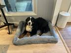 Adopt Frank a Tricolor (Tan/Brown & Black & White) Bernese Mountain Dog / Mixed