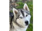 Adopt Max and Airka *BONDED PAIR* a Gray/Silver/Salt & Pepper - with White Husky