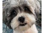 Adopt Captain Wigglesworth a Black - with Gray or Silver Shih Tzu / Mixed dog in