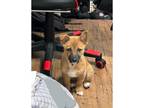 Adopt Welch a Brindle Black Mouth Cur / Jindo / Mixed dog in Port Coquitlam