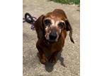 Adopt Dory a Brown/Chocolate - with White Dachshund / Mixed dog in Decatur