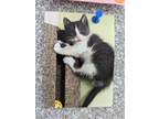 Adopt Harli a Gray or Blue (Mostly) Domestic Shorthair (short coat) cat in