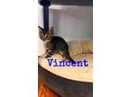 Adopt Kitten: Vincent a Domestic Short Hair
