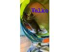 Adopt Kitten: Valko a Domestic Short Hair