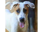 Adopt Chrissy a White Hound (Unknown Type) / Mixed Breed (Medium) / Mixed (short