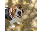Adopt Spud a Beagle