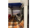 Adopt Grace a Brown Tabby Domestic Shorthair / Mixed Breed (Medium) / Mixed