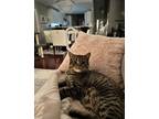 Adopt blueberry a Brown Tabby Scottish Fold / Mixed Breed (Medium) / Mixed