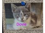 Adopt Dovie a Gray or Blue (Mostly) Domestic Shorthair (short coat) cat in