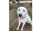 Adopt Turley a Great Pyrenees