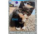 Adopt Elvis a Black & White or Tuxedo Domestic Shorthair (short coat) cat in