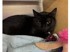 Adopt Izzy a All Black Domestic Shorthair (short coat) cat in Mays Landing