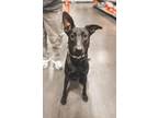 Adopt Stella a Black Shepherd (Unknown Type) / Mixed dog in Las Vegas