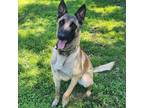 Adopt Maxine a Tan/Yellow/Fawn Belgian Malinois dog in Lathrop, CA (39879278)