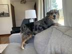 Adopt Elsa a Merle Australian Shepherd / Mixed dog in Traverse City