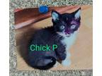 Adopt Chick P a Black & White or Tuxedo Domestic Shorthair (short coat) cat in