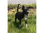 Adopt Abby a Black - with White Labrador Retriever / Mixed dog in Glen Mills