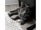 Adopt Toopy a Gray or Blue Russian Blue / Mixed (short coat) cat in Windsor