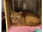 Adopt Buddy a Orange or Red Domestic Shorthair (short coat) cat in Mays Landing