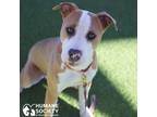 Adopt CHOMPSKY a Red/Golden/Orange/Chestnut - with White Pit Bull Terrier /
