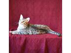 Adopt Zecora a Spotted Tabby/Leopard Spotted Ocicat (short coat) cat in Davis