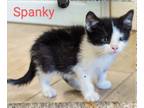 Adopt Spanky a Black & White or Tuxedo Domestic Shorthair (short coat) cat in