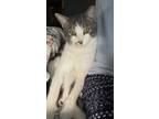 Adopt Munchies a Gray or Blue Domestic Shorthair / Mixed (short coat) cat in
