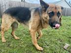 Adopt Lucky a Black - with Tan, Yellow or Fawn German Shepherd Dog / Mixed dog