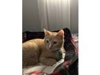 Adopt Butterscotch a Orange or Red (Mostly) American Shorthair / Mixed (short