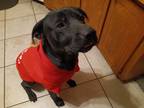 Adopt Cinnabun a Black Labrador Retriever / Mixed dog in Lawton, OK (37585584)