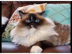 Adopt Moki a White (Mostly) Ragdoll / Mixed (long coat) cat in Cullman