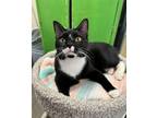 Adopt Paulie a Black & White or Tuxedo Domestic Shorthair (short coat) cat in