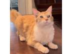Adopt Charmy a Orange or Red Domestic Longhair / Mixed Breed (Medium) / Mixed
