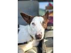 Adopt Dudley a Border Collie