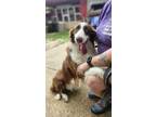 Adopt Ricky a Australian Shepherd