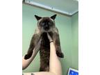 Adopt Miska a Tan or Fawn Siamese / Domestic Shorthair / Mixed cat in Pullman