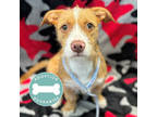 Adopt Emily a Tan/Yellow/Fawn Mixed Breed (Medium) / Mixed dog in Janesville