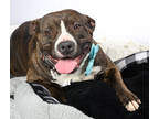 Adopt Forest Gump a Black American Pit Bull Terrier / Mixed dog in Tinley Park