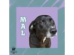Adopt Mal a Black Mixed Breed (Small) / Mixed Breed (Medium) / Mixed (short