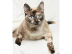 Adopt Luna a Gray or Blue Domestic Shorthair / Mixed Breed (Medium) / Mixed